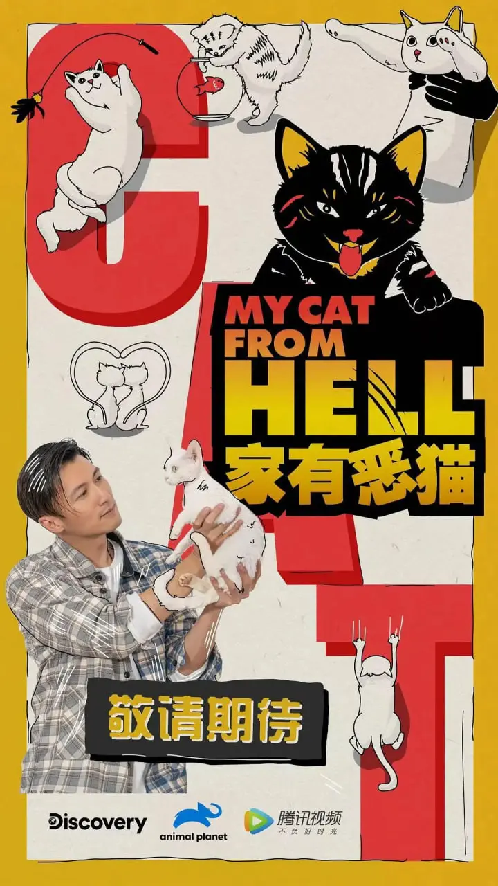 《家有恶猫》：这猫，比我家那只会‘报复社会’的还损！笑到邻居报警！